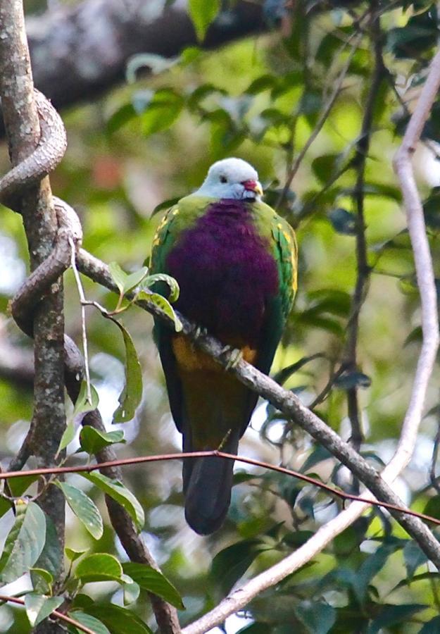 Kuranda Ngorongoro Lodge Bagian luar foto